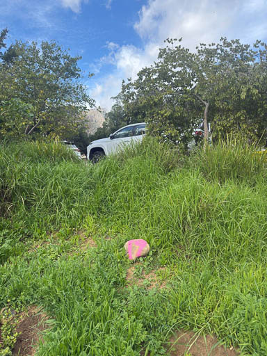2026 Tree Location 19-512 Blank
