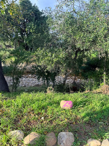 2026 Tree Location 23-512 Blank