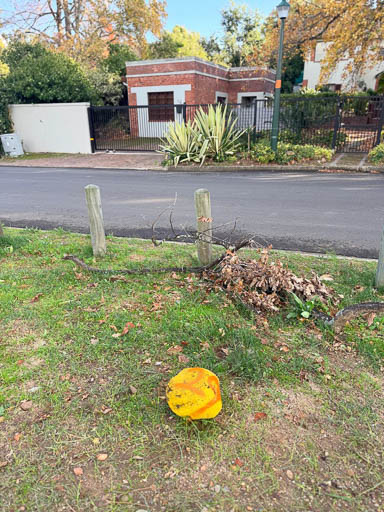2026 Tree Location 29-512 Blank
