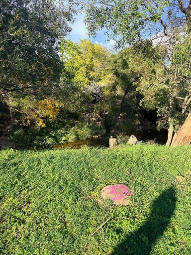 2026 Tree Location 32-512 Blank
