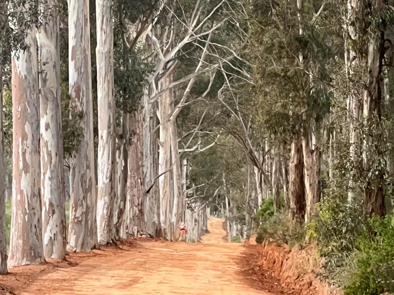 IMG_1168-800 Jeep Track and Gum Trees at Coetzenburg