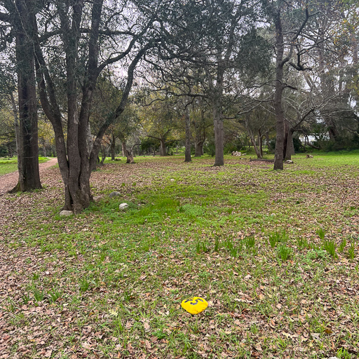 STF Tree Location