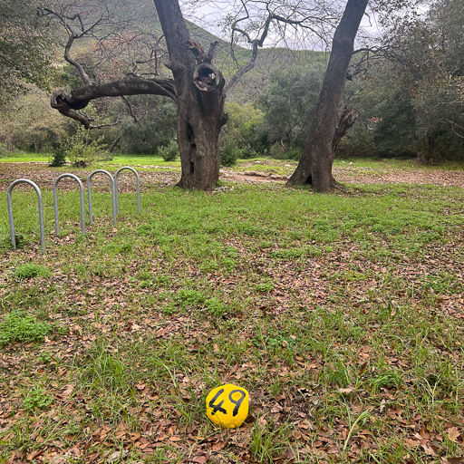 STF Tree Location