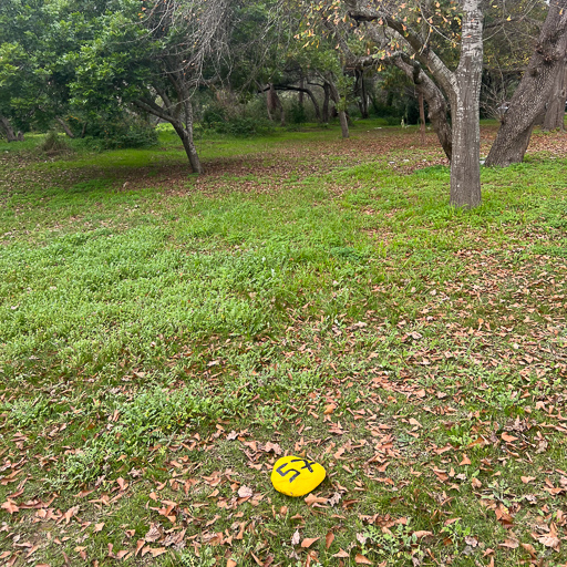 STF Tree Location